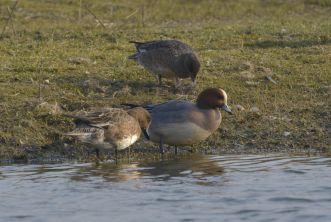 canards siffleurs