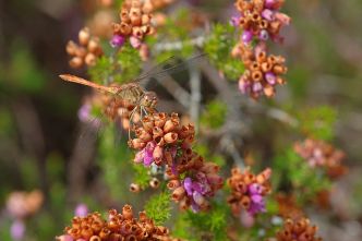 sympetrum cebron