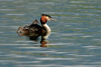 Grebe huppé