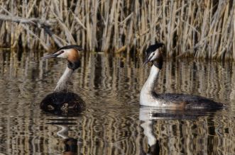 Grebes huppés